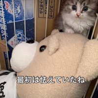 怯える子猫
