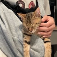 顔をなでられながら眠る猫