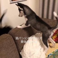 ソファから降りる猫と見送る犬