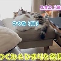 2匹の猫