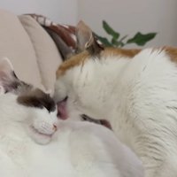 左の猫の顔を舐める右の猫