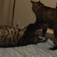 猫に殴りかかっている猫