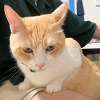 膝の上に乗っている猫