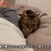 テロップ「なでなでしたい気持ちを～」