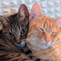 顔をくっつけてくつろぐ茶トラ猫とキジトラ猫