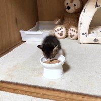 ご飯