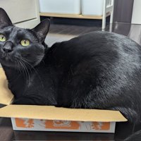 箱に入る猫