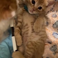 茶トラと茶白猫2