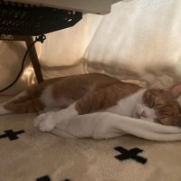 こたつの中で寝ている猫