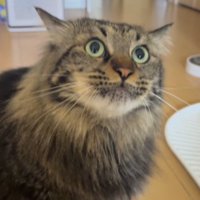 飼い主の手を凝視する猫