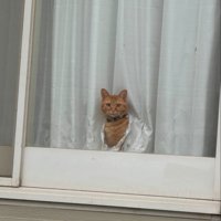カーテンから顔を出す猫