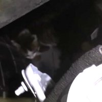 エンジンルームの中にいる子猫