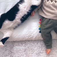 布団の上に寝そべる猫と赤ちゃん