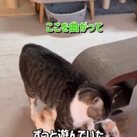そぼろくんに持ち上げられるしぐれちゃん