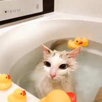 湯船に浸かっている猫
