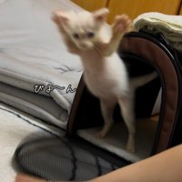 ケースから飛び出る猫