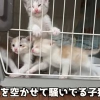 4匹の猫