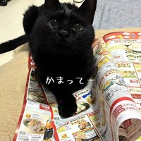 カタログの上で伏せをして飼い主を見上げる猫