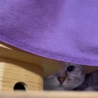 神棚の中にいるサバトラ