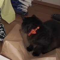 紙袋に乗る猫