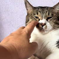 目やにを取ってもらう猫