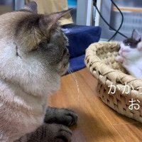 足を伸ばす子猫