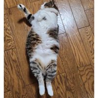 寝転がる猫