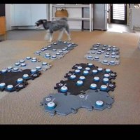 猫の後を追う犬