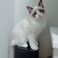 お座りする子猫