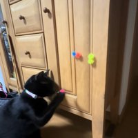 右前足にピンクのボールがくっついている猫