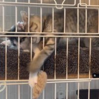 近くにいた子猫の上に折り重なって、猫じゃらしに前足を伸ばす子猫