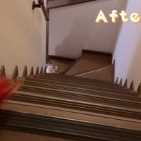 オモチャを狙う猫