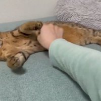 お腹にタッチ