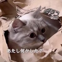 「あたし何かした？」