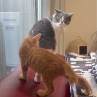 成猫と子猫