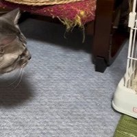 ケージに近づく猫