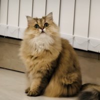 床に座るペルシャ猫