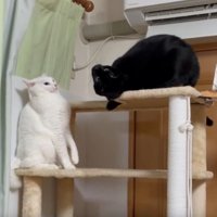 キャットタワーにいる猫たち