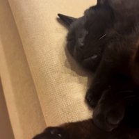 横になる先住猫さんのそばに密着するちこちゃん