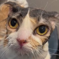 飼い主を見上げる体が濡れた猫