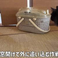部屋の中にいる猫