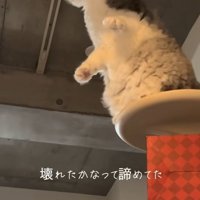 電球をかぐ猫