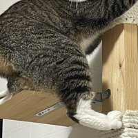 キャットタワーにしがみつくキジ白猫の足元