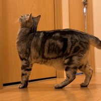 閉まったドアを見上げるジャックくん