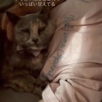 なでられる猫