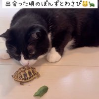 亀の匂いを嗅ぐ猫