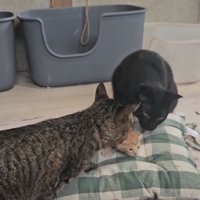 子猫をくわえる猫