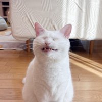 「イー」としている猫