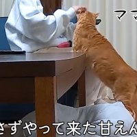 テロップ「すかさずやって来た～」