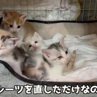 ベッドの猫